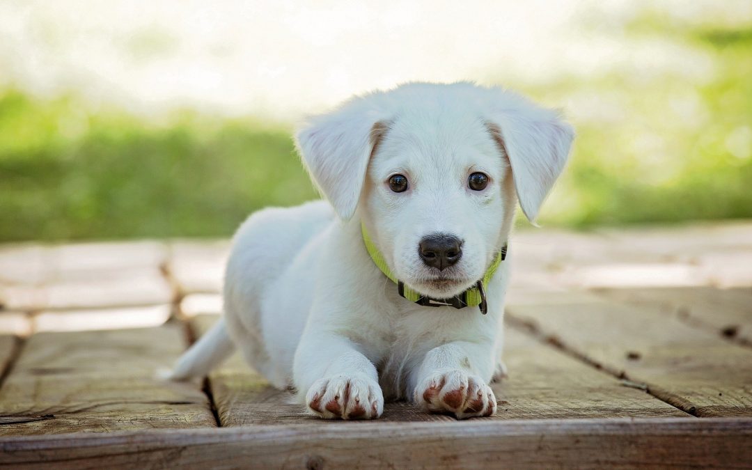 Køb foder til din hund med naturlige ingredienser