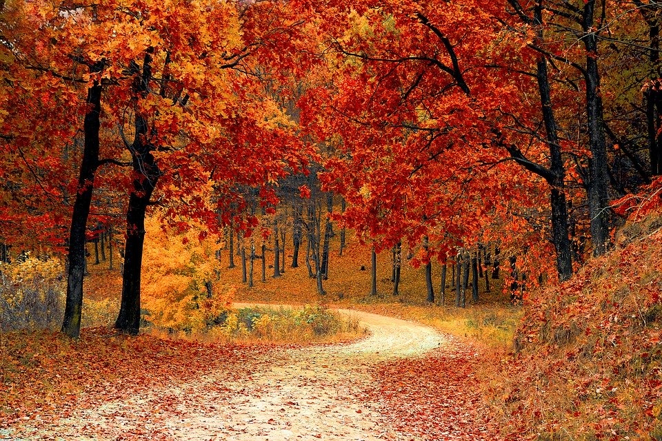 røde efterårs træer