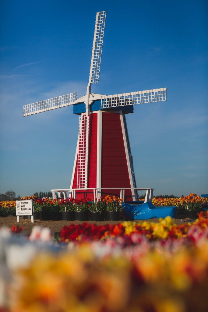 hollandsk mølle og tulipanmark